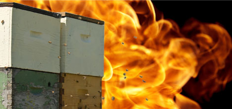 Пожар во скопското село Бучинци, зафатени околу 50 сандаци со пчели