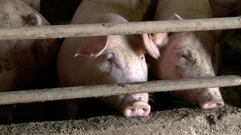 Одгледувачите на свињи ќе бараат порадикални мерки за висоризичните фарми