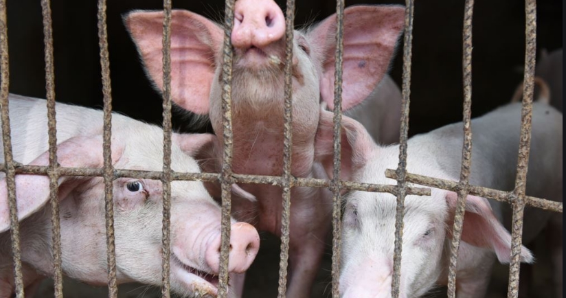 Научниците оживеале орган од мртви свињи