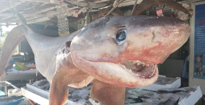 Албанските рибари уловија ајкула од опасниот вид „дем“