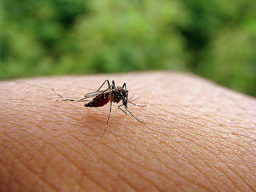 Во Катманду едно лице почина од денга, заразен и министер