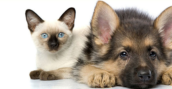 Ковид-19 вообичаена појава кај мачки и кучиња