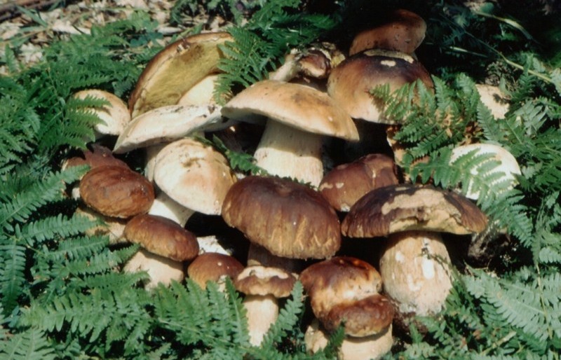 Печурките го намалуваат ризикот од рак на простата