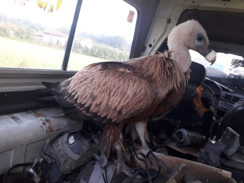 ФОТО: Птица од заштитен вид спасена во Берово, била малтретирана од деца