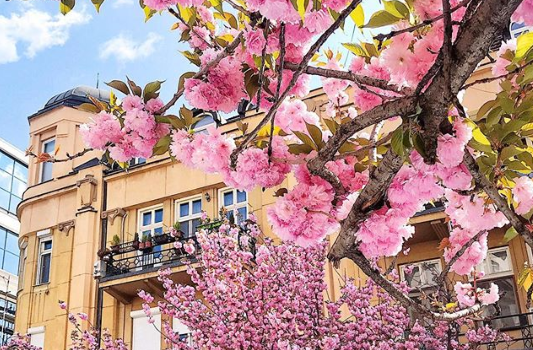 Општина Центар ги исече јапонските цреши во центарот на Скопје, револтот кај граѓаните се повеќе расте (ФОТО)