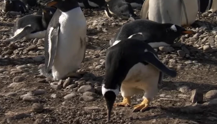 Кога ќе ја најде вистинската со која сака да го помине животот и го подарува ова- еве како пингвините се запросуваат (ВИДЕО)