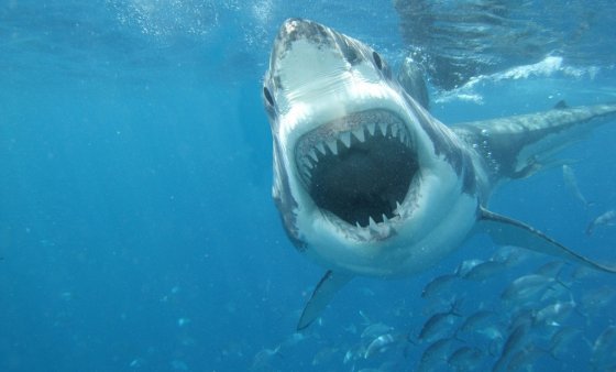 Уловена ајкула од половина тон кај Шибеник