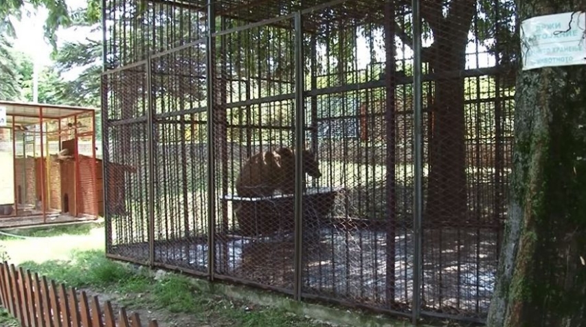 Мечето Теди ќе живее во скопската зоолошка, Штип нема дозвола за чување на вакво диво животно