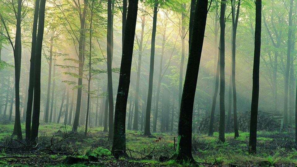 ЕУ бара построги мерки против уништувањето на шумите