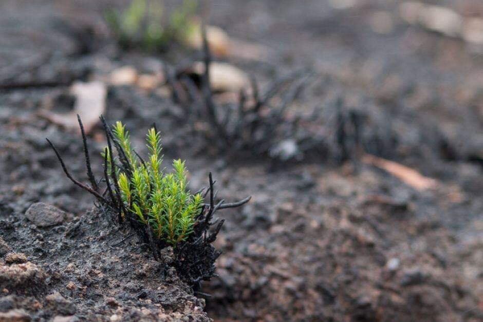 ФОТО: Природата повторно докажа дека му пркоси на човекот – неверојатни слики од опожарената Австралија