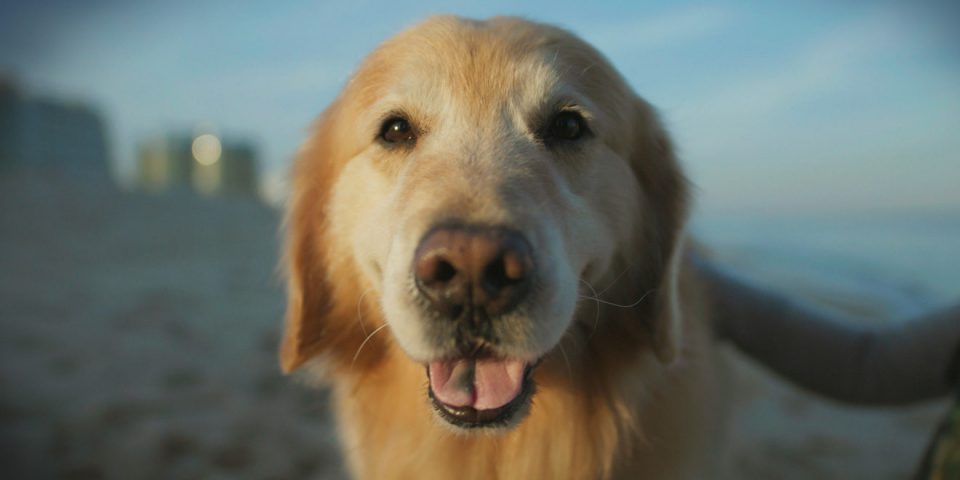 ЕМОТИВНА ПРИКАЗНА: Му го спасиле кучето од рак, им платил реклама на ветеринарите од 6 милиони на Супербол (ВИДЕО)