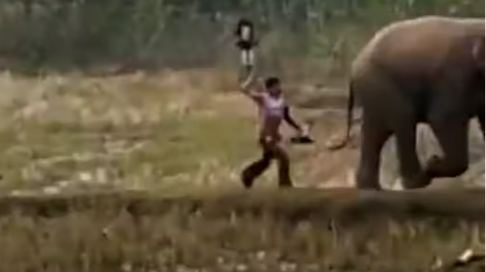 Човек удри слон со стап, па трчаше преплашен од реакцијата на животното (ВИДЕО)