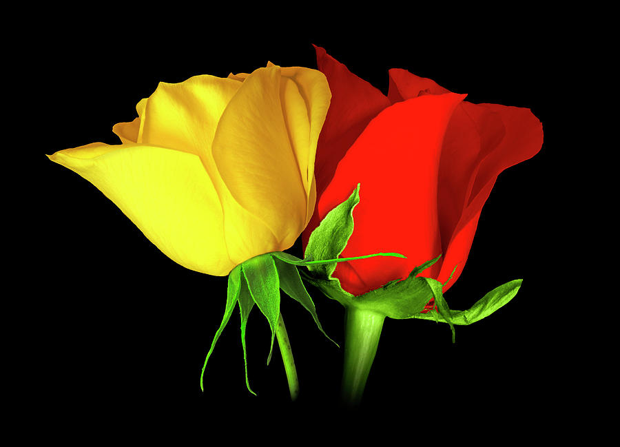 Денес ќе добивате и подарувате рози, но важно е да го знаете значењето на нивната боја