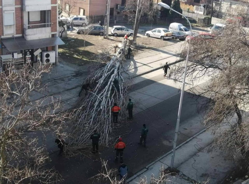 Шилегов прави масакр на дрвата во Ѓорче Петров (ФОТО)