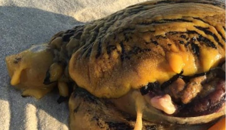 Мистериозно суштество снимено на плажа, жителите велат дека е “убиец на кучиња“ (ФОТО)