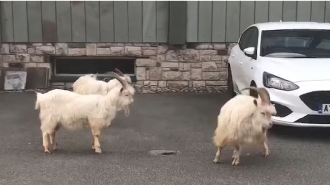 ВИДЕО: Диви кози го запоседнаа велшкото гратче Ландудно