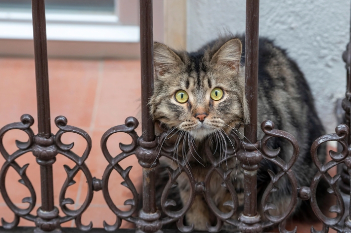 Уште една мачка заразена со коронавирус во Франција