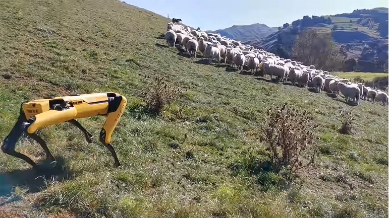 Куче-робот носи овци на пасиште (ВИДЕО)