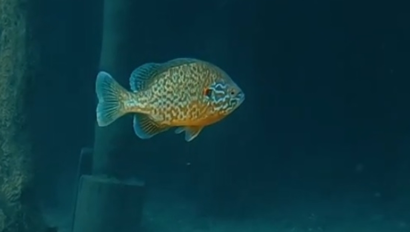 Сончарка – нов вид риба во Охридското Езеро (ВИДЕО)