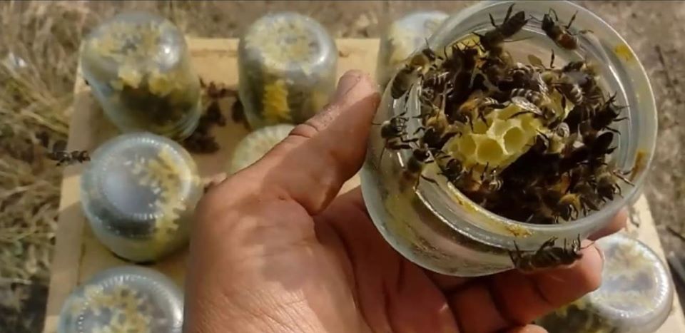 Македонец кој буквално живее во Медена земја: Погледнете како чува пчели во стаклени тегли (ВИДЕО)