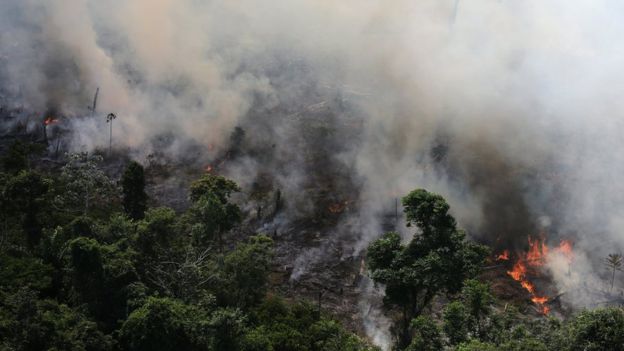 Група инвеститори бараат состанок со бразилски дипломати поради уништувањето на шумите во Амазон