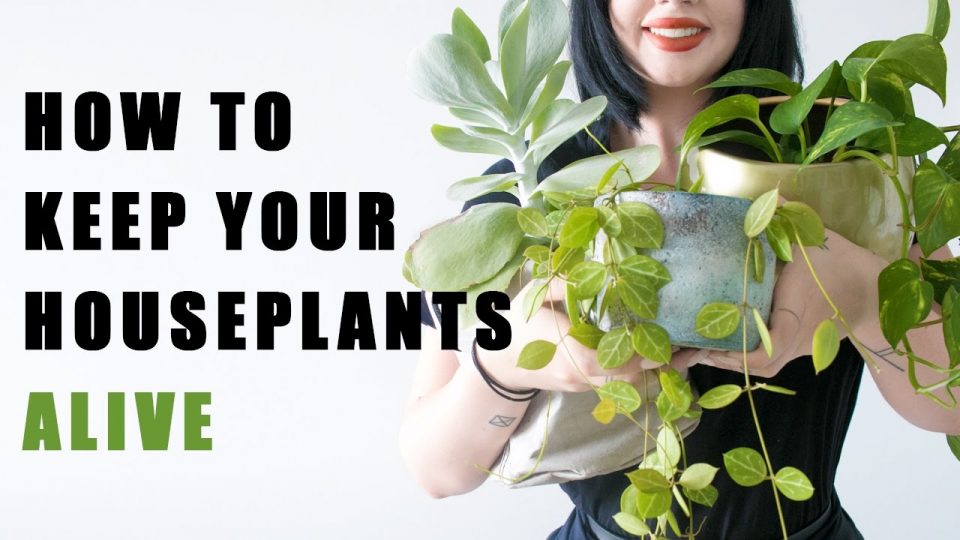 15 грешки поради кои ви умираат растенијата во домот