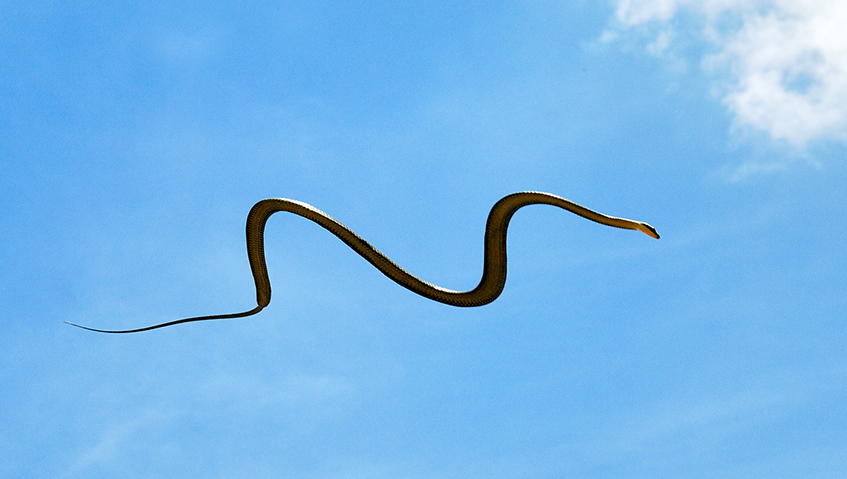 Науката го објасни начинот на движење на летечката змија