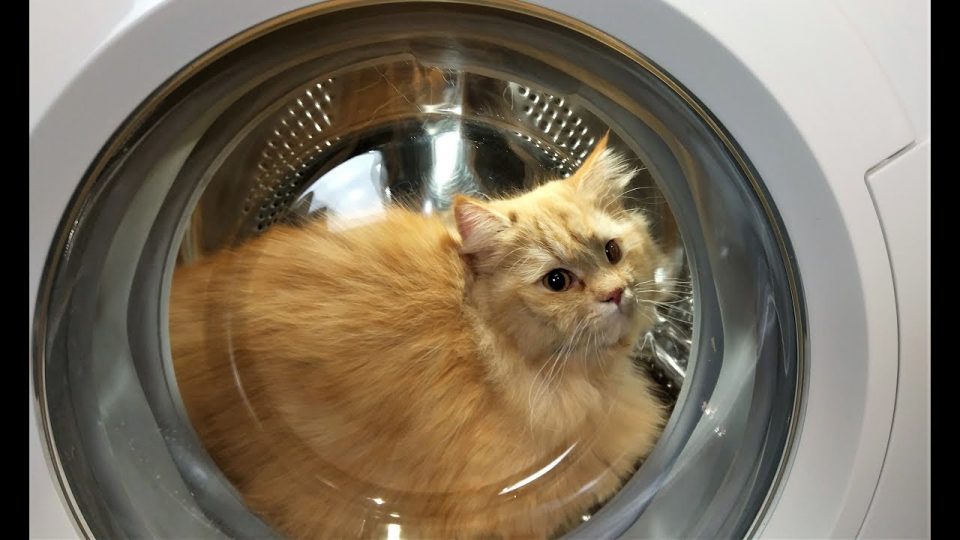 Мачка заспала во машина за перење, сопствениците велат дека не ја виделе