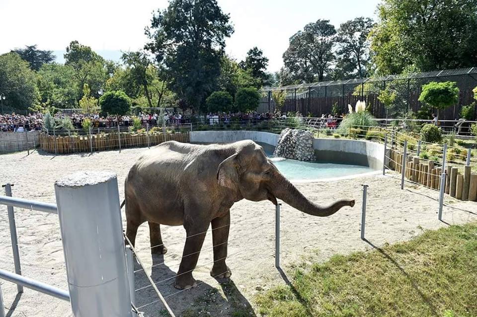 Евакуирана скопската зоолошка – слон турнал столб за електрична енергија