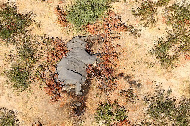 Боцвана повторно се соочува со масовна смрт на слонови