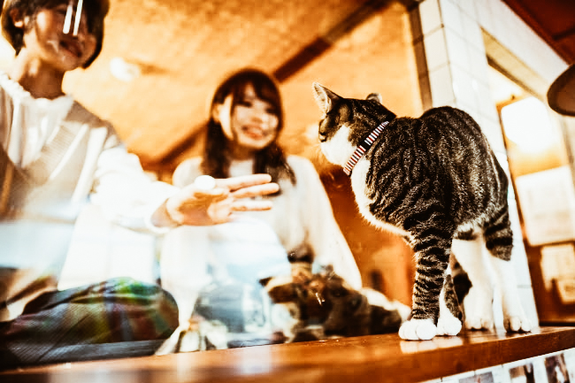 Јапонско одморлиште каде што гостите заспиваат гледајќи во мачки