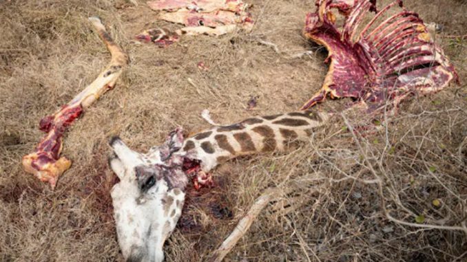 Луѓето во Кенија поради храна ги убиваат загрозените диви животни