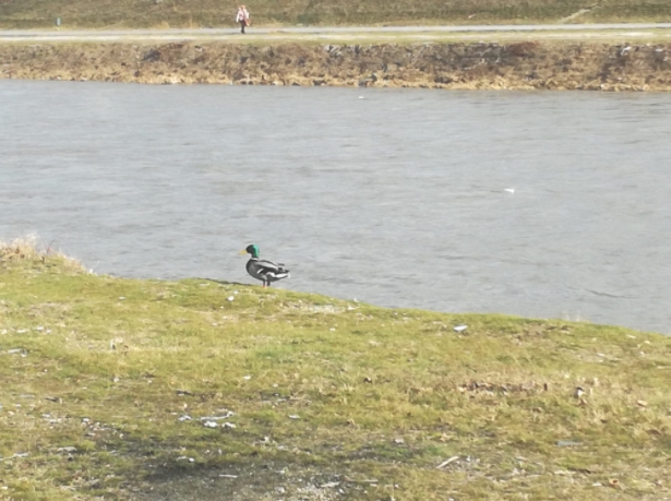 Двојно намалување на водостојот на реката Струмица кај Ново Село