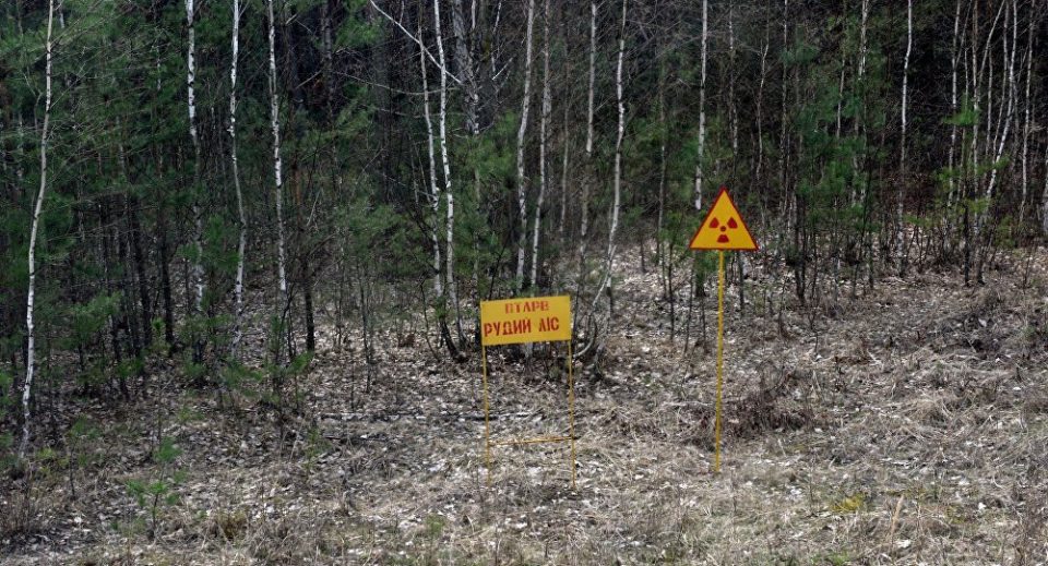 Работник загина во шума во Пехчевско поради непреземни мерки за заштита