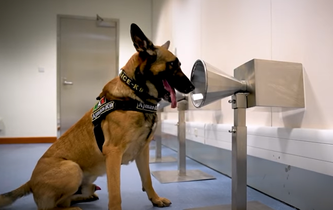 Аеродром на кој кучиња ќе ве тестираат на коронавирус (ВИДЕО)