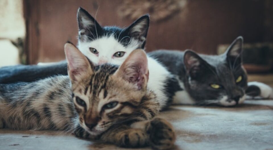 Коронавирусот и животни: Научниците имаат сè поголем доказ дека луѓето можат да заразат мачки