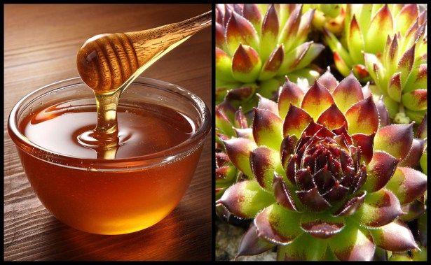 Еден лист од оваа магична билка во комбинација со мед ќе направи чудо за вашиот организам – народен лек кој многу помага