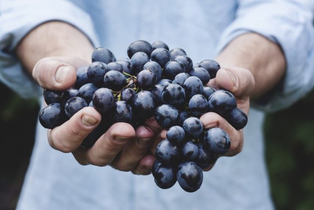 Како правилно се мие грозјето? Важен чекор пред да го јадете!