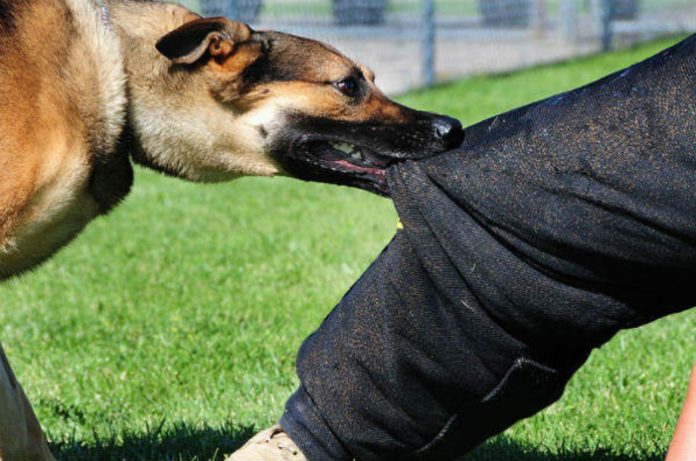 Во Тетово нови два случаи на каснување од бездомни кучиња