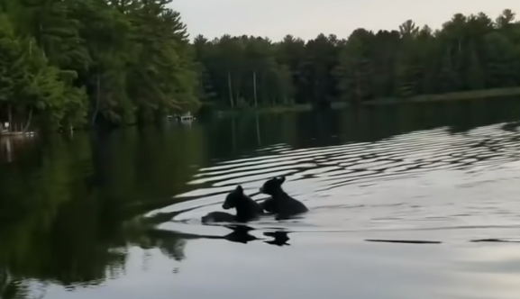 Видео кое ќе предизвика насмевка на вашето лице: Мајката мечка преплива цело езеро со своите три малечки на грб