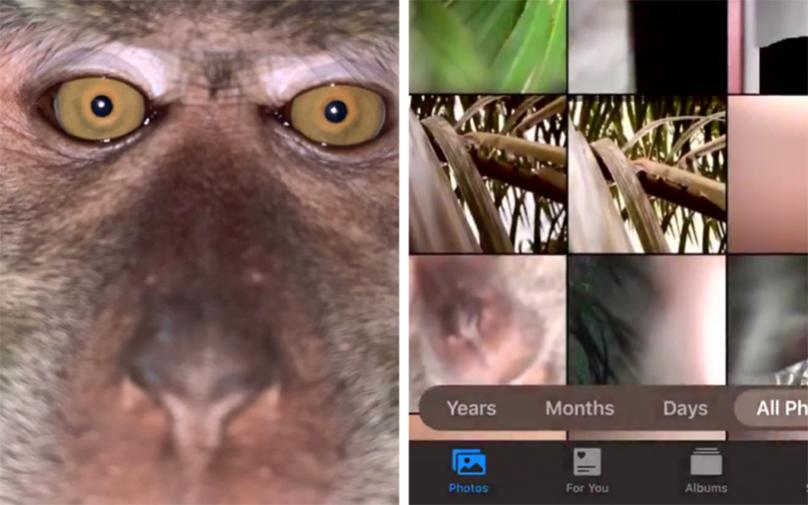 Мајмун украл телефон и си правел „селфи“