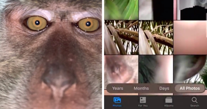 ФОТО: Мајмун украл телефон и си правел „селфи“