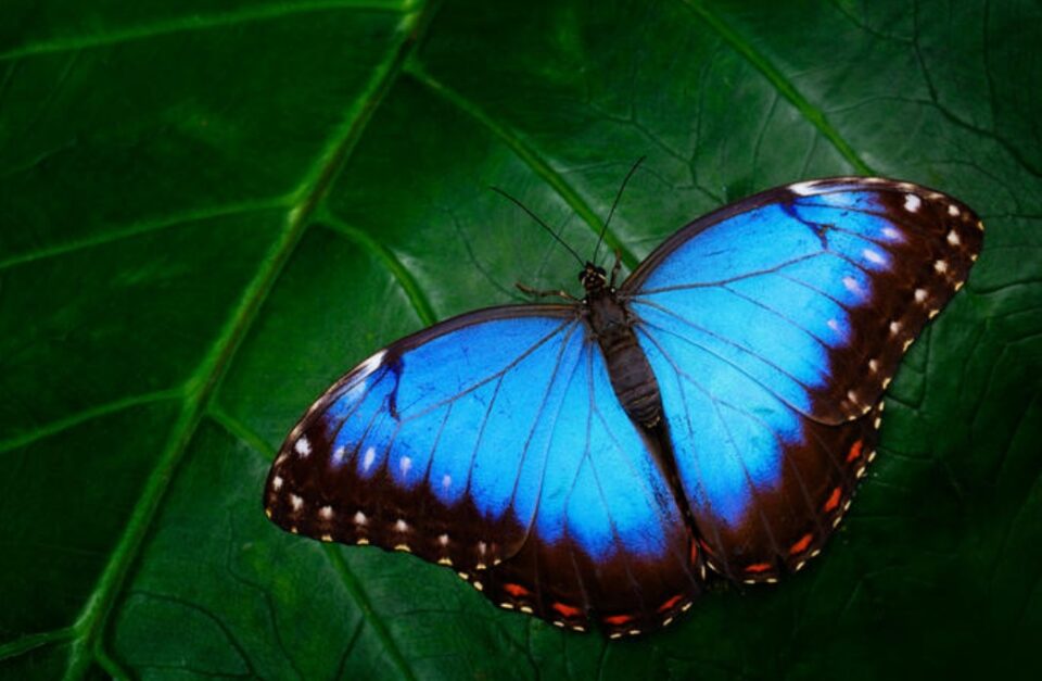 Легенда за сината пеперутка: Оваа приказна е сè што треба да знаете за животот