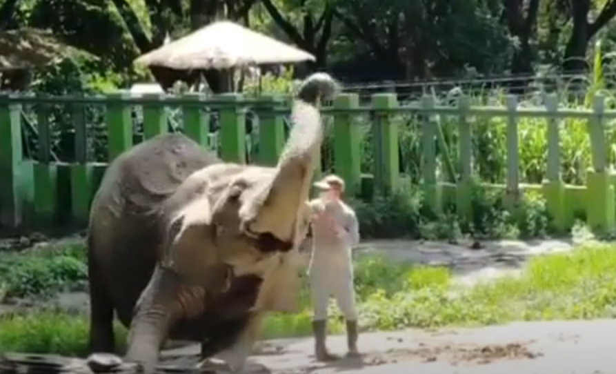 Се израдува како мало дете: Прекрасна реакција на слон кога го виде својот пензиониран неговател (ВИДЕО)