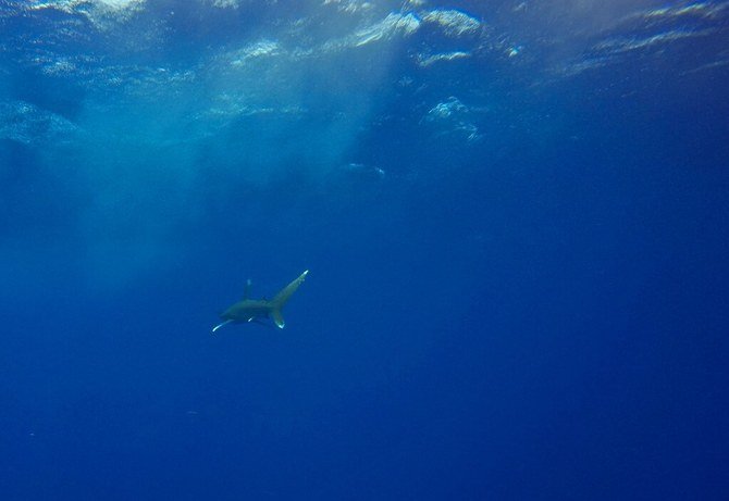 Додека нуркале во Црвено Море, ги нападнала ајкула – 12 годишно дете остана без рака