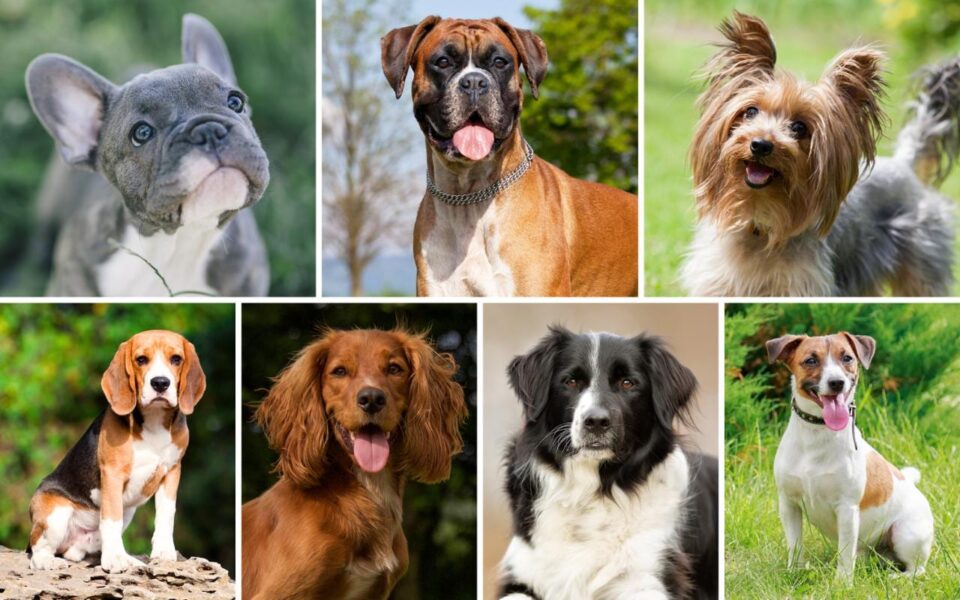 За љубителите на миленичиња: Овие имиња за кучиња носат среќа