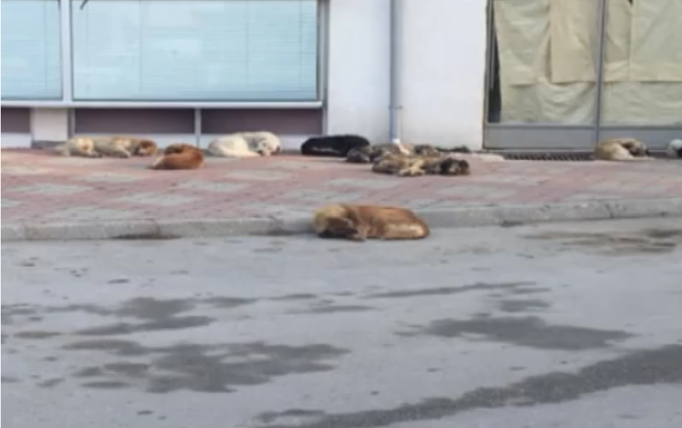 Насилството врз животните во Грција станува кривично дело