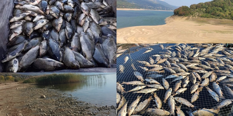 ФОТО: Голем помор на риба во Тиквешкото езеро, алармантна е состојбата со сите езерата во Македонија