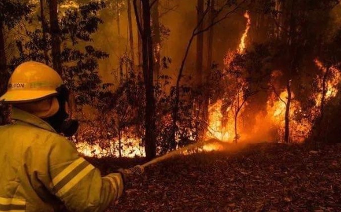 Пожарите во Австралија уништија половина од островот Фрејзер