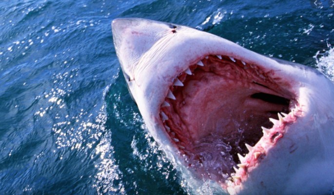 Австралија: Осма жртва на напад на ајкули оваа година